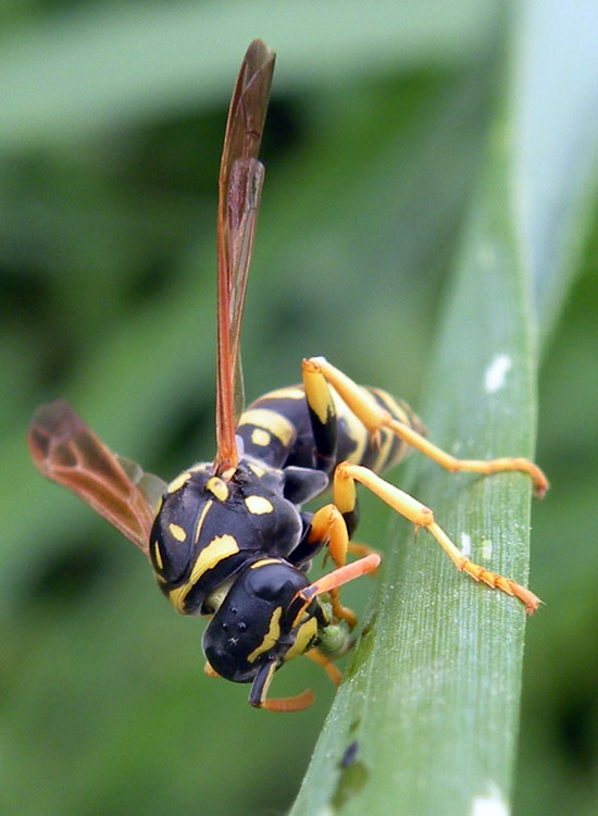 Quattro Polistes di specie diverse